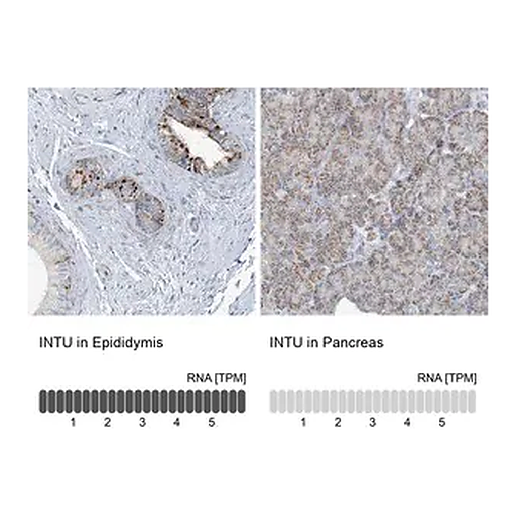 Merck Anti-INTU antibody produced in rabbit