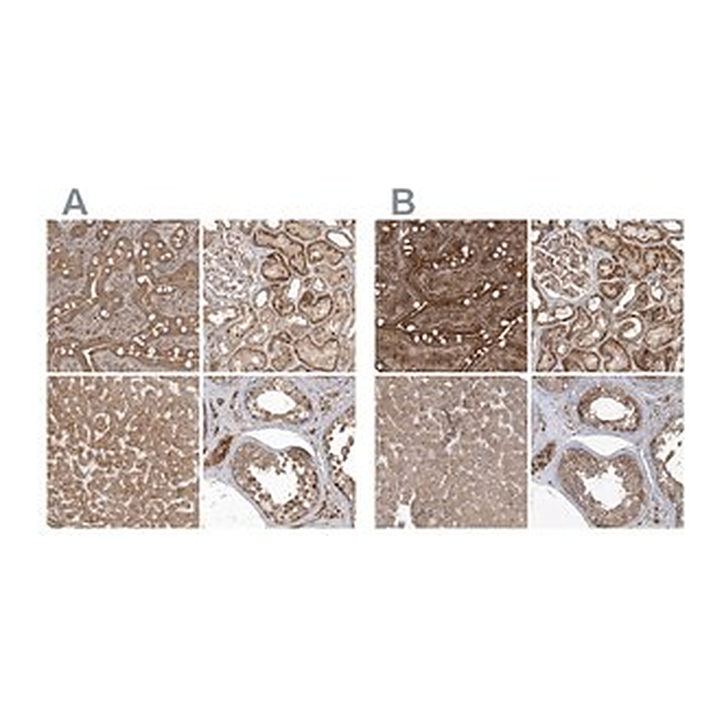 Merck Anti-TRAIP antibody produced in rabbit