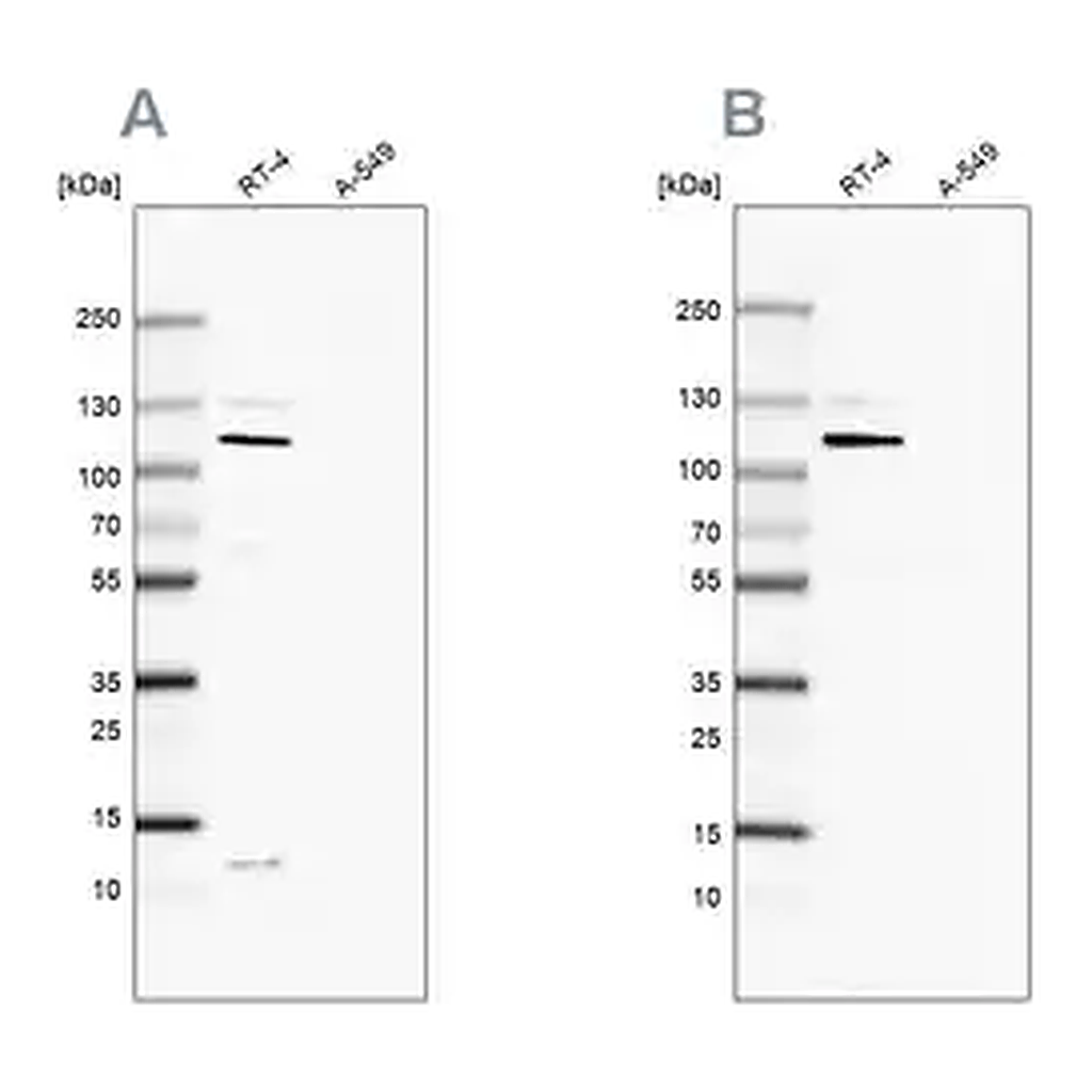 Merck Anti-MCC antibody produced in rabbit