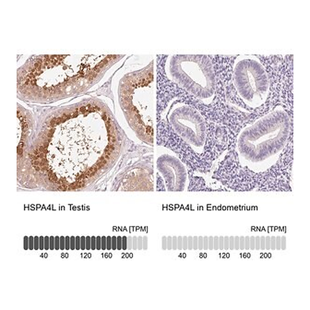 Merck Anti-HSPA4L antibody produced in rabbit