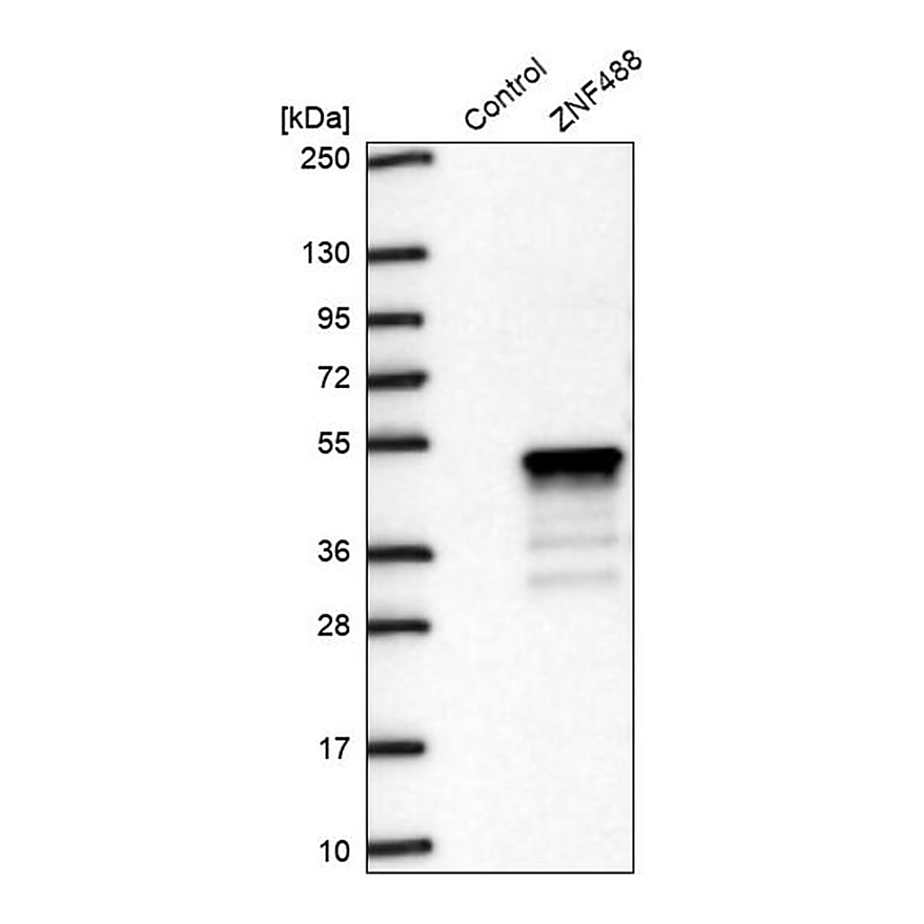 Merck Anti-ZNF488 antibody produced in rabbit