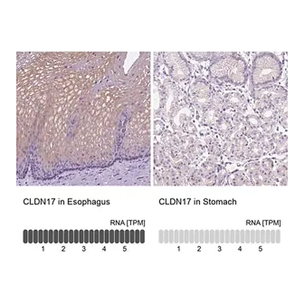 Merck Anti-CLDN17 antibody produced in rabbit