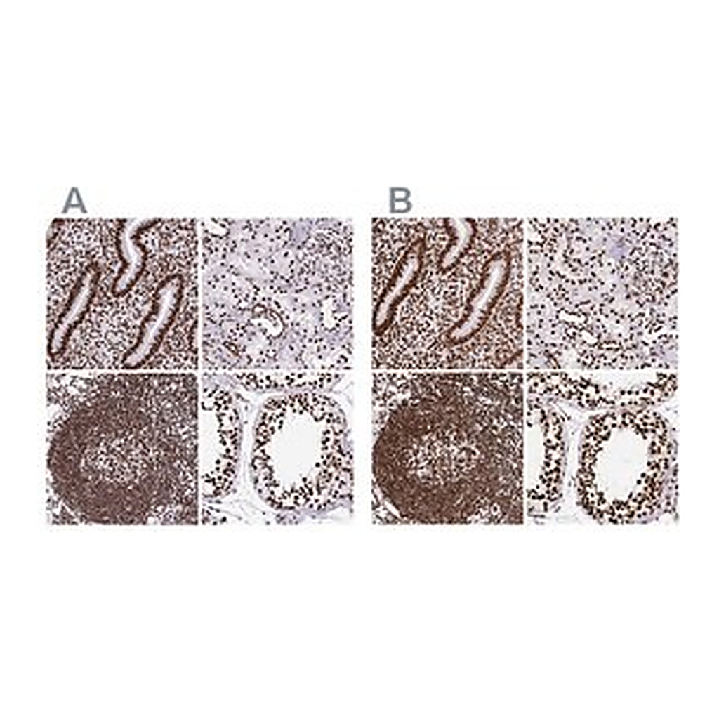 Merck Anti-SFPQ antibody produced in rabbit