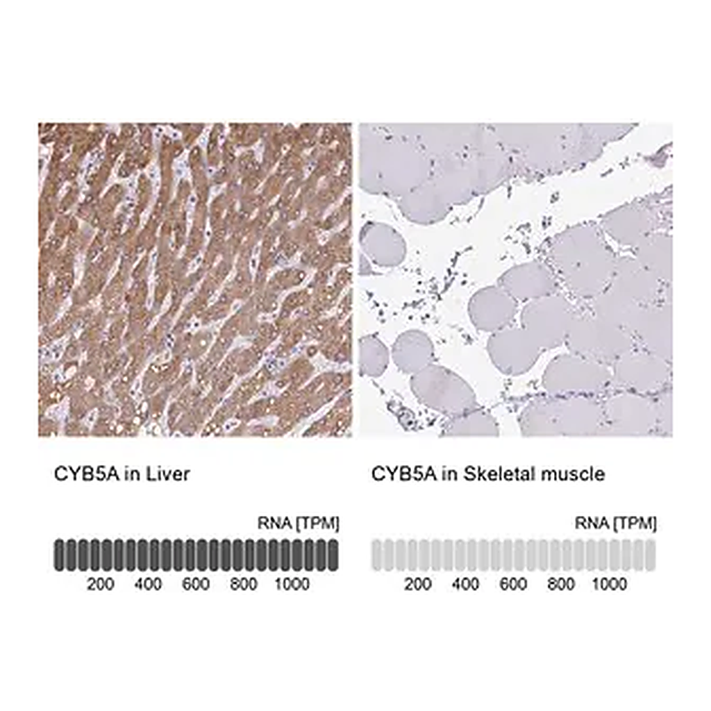 Merck Anti-CYB5A antibody produced in rabbit