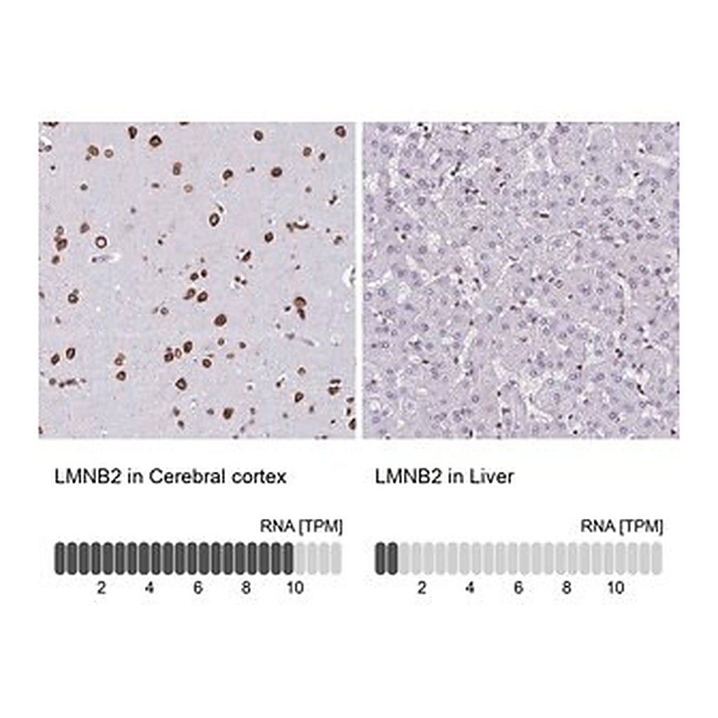 Merck Anti-LMNB2 antibody produced in rabbit
