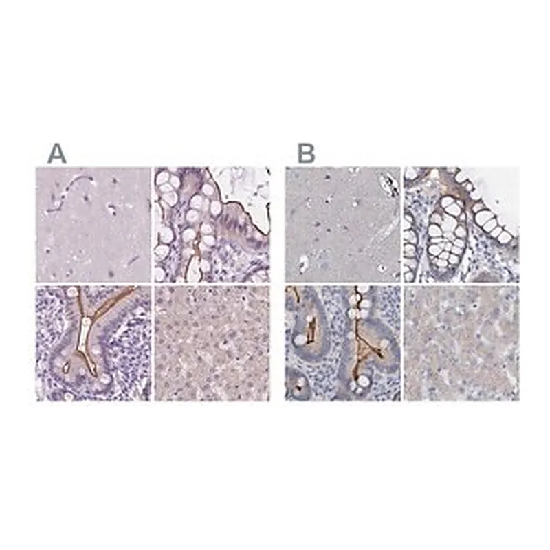 Merck Anti-ACY3 antibody produced in rabbit