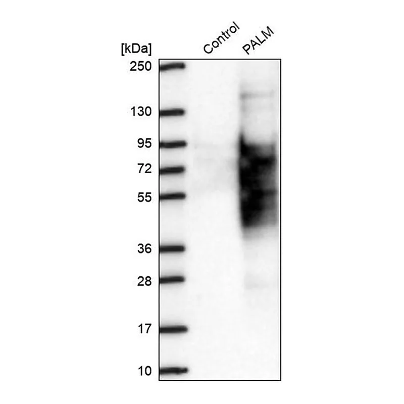 Merck Anti-PALM antibody produced in rabbit