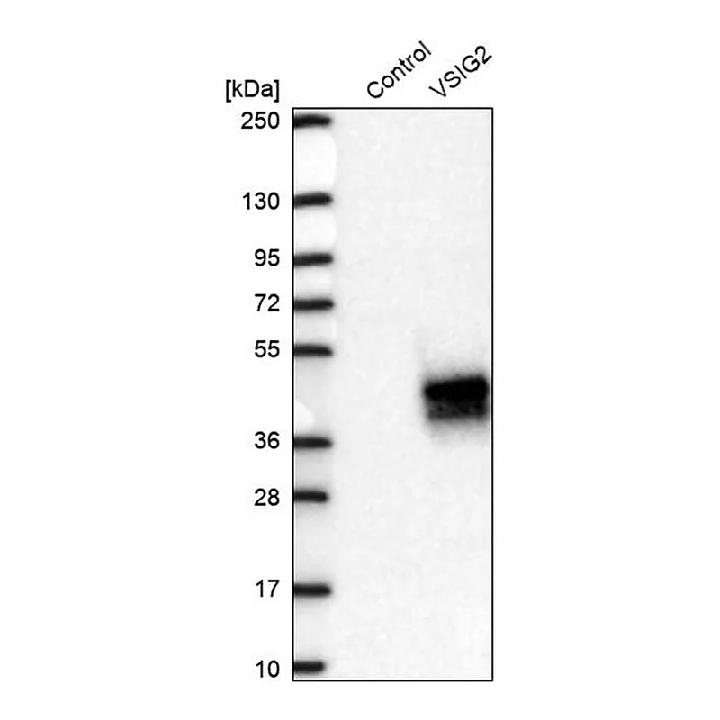Merck Anti-VSIG2 antibody produced in rabbit