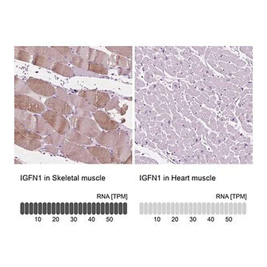 Merck Anti-IGFN1 antibody produced in rabbit