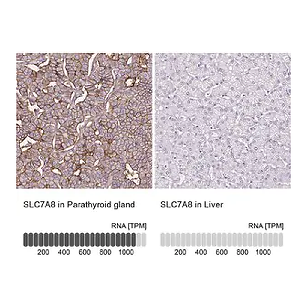 Merck Anti-SLC7A8 antibody produced in rabbit