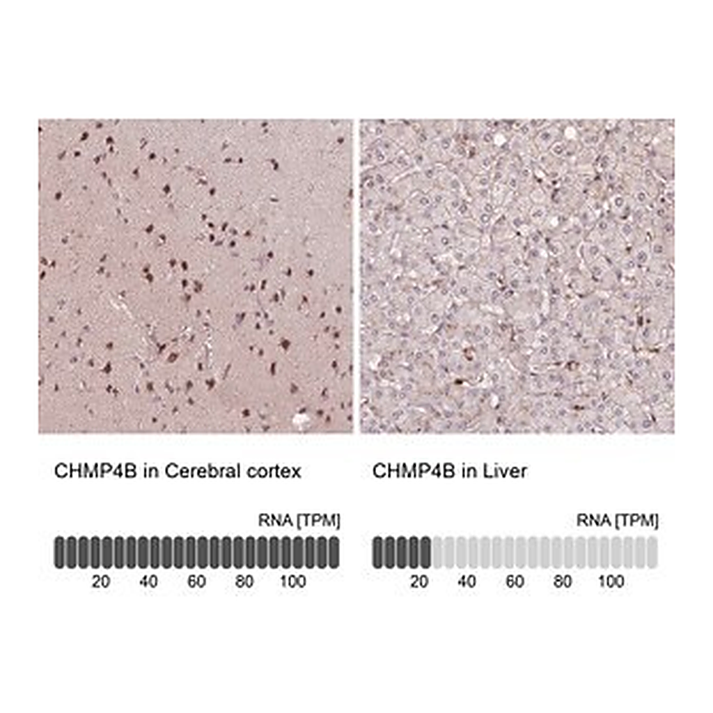 Merck Anti-CHMP4B antibody produced in rabbit