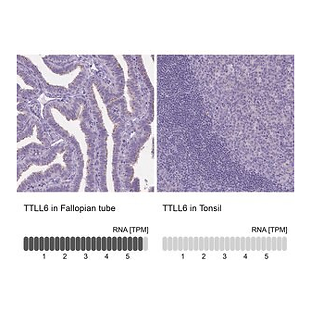 Merck Anti-TTLL6 antibody produced in rabbit