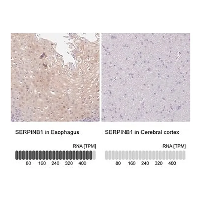 Merck Anti-SERPINB1 antibody produced in rabbit