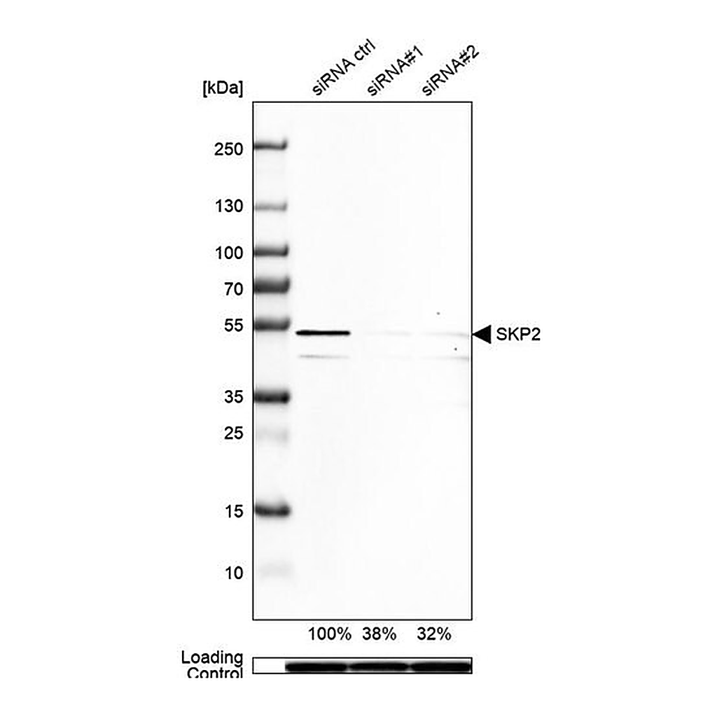 Merck Anti-SKP2 antibody produced in rabbit