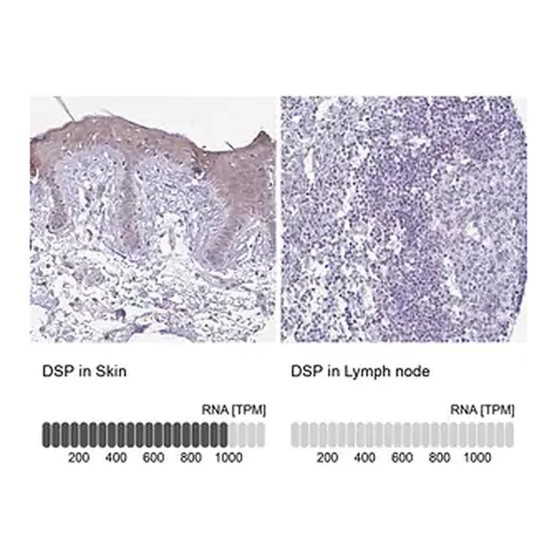 Merck Anti-DSP antibody produced in rabbit