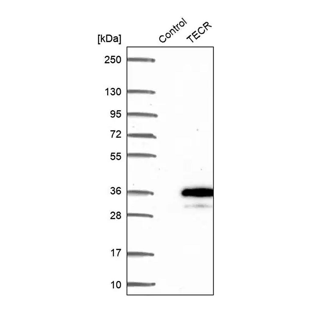Merck Anti-TECR antibody produced in rabbit