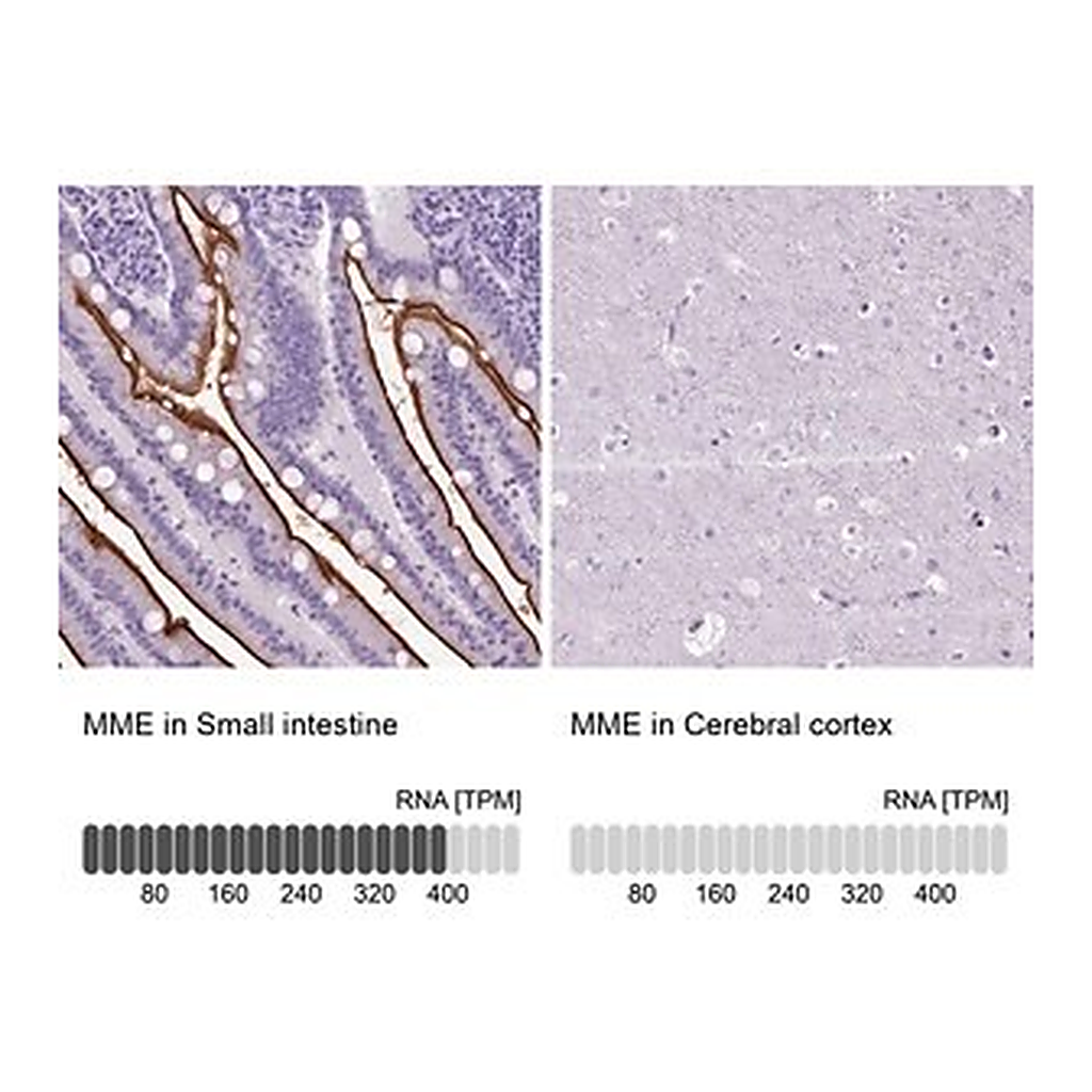 Merck Anti-MME antibody produced in rabbit