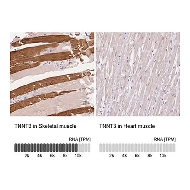 Merck Anti-TNNT3 antibody produced in rabbit