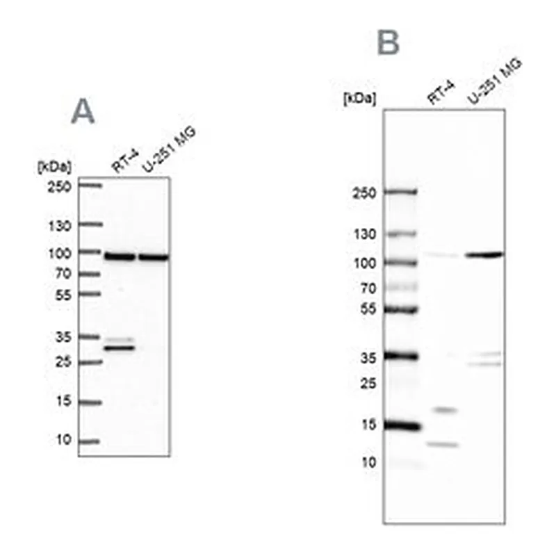 Merck Anti-WDR48 antibody produced in rabbit