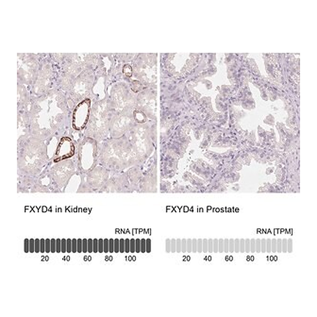 Merck Anti-FXYD4 antibody produced in rabbit
