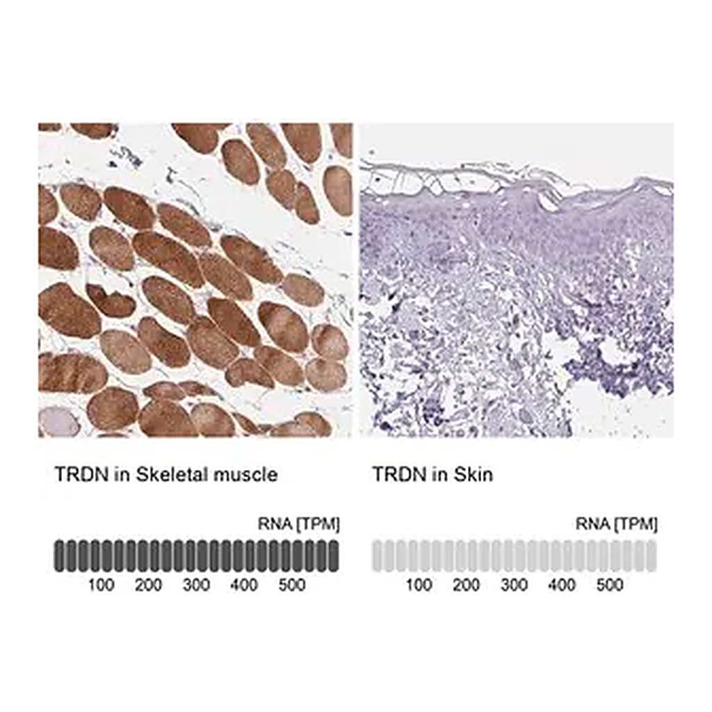 Merck Anti-TRDN antibody produced in rabbit