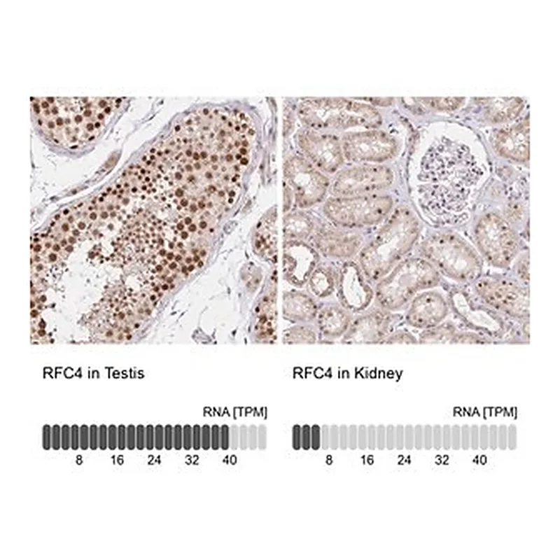 Merck Anti-RFC4 antibody produced in rabbit