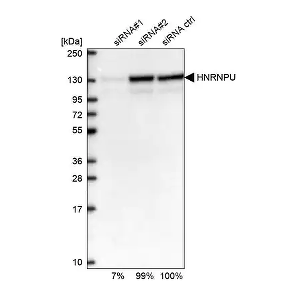 Merck Anti-HNRNPU antibody produced in rabbit