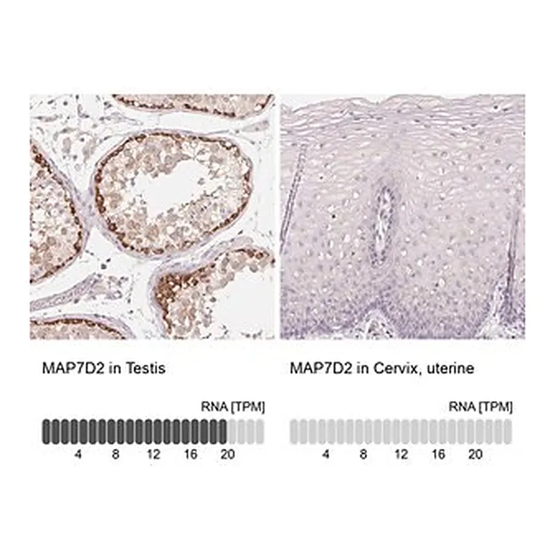 Merck Anti-MAP7D2 antibody produced in rabbit