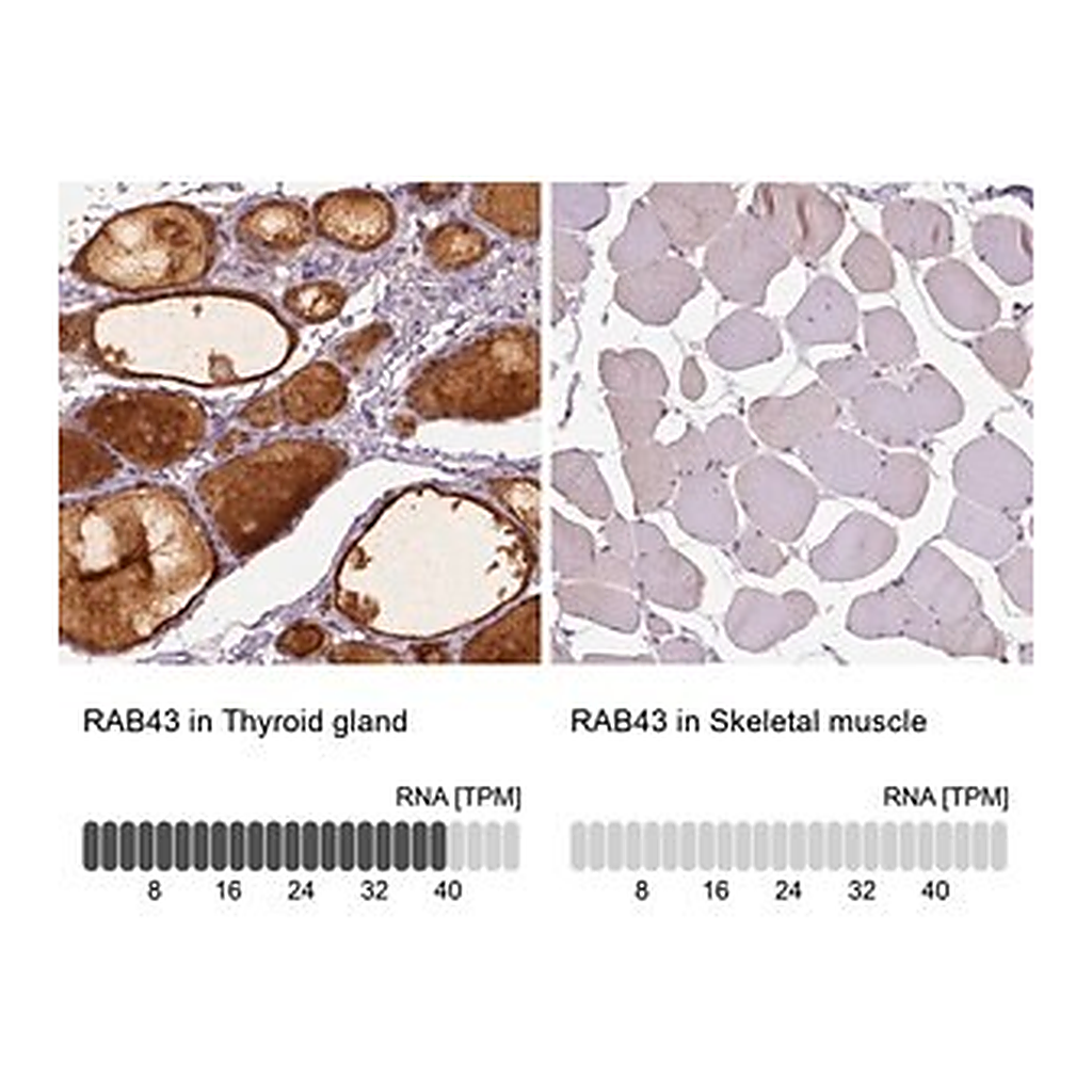 Merck Anti-RAB43 antibody produced in rabbit