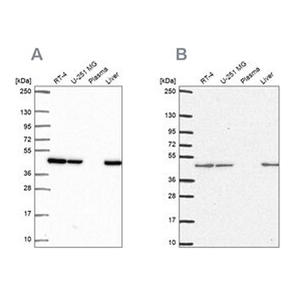 Merck Anti-NDUFS2 antibody produced in rabbit