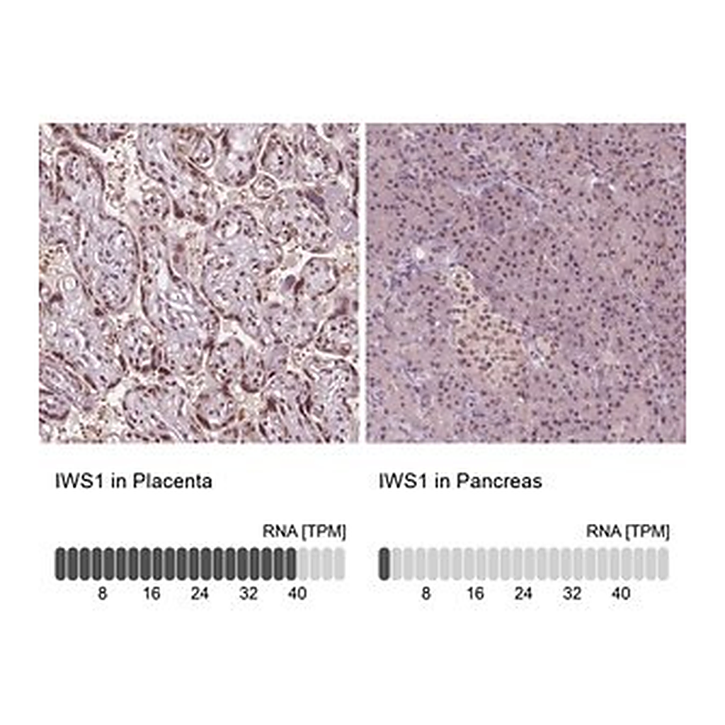 Merck Anti-IWS1 antibody produced in rabbit