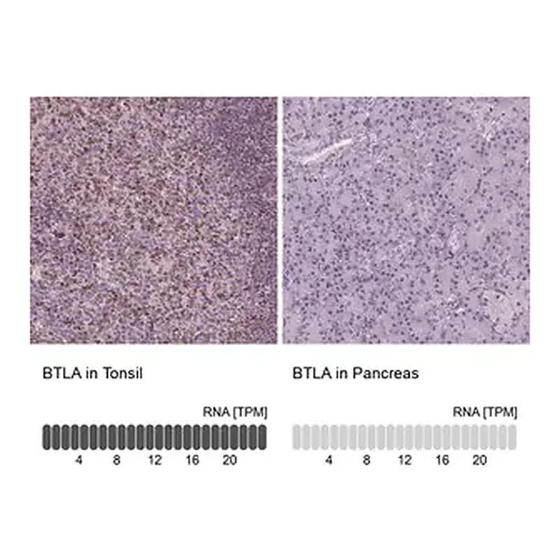 Merck Anti-BTLA antibody produced in rabbit