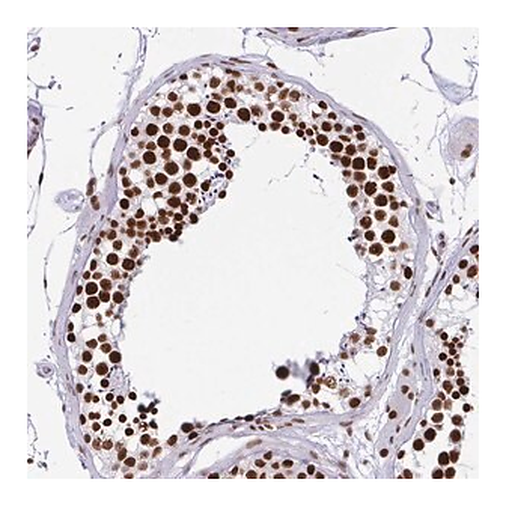 Merck Anti-EWSR1 antibody produced in rabbit
