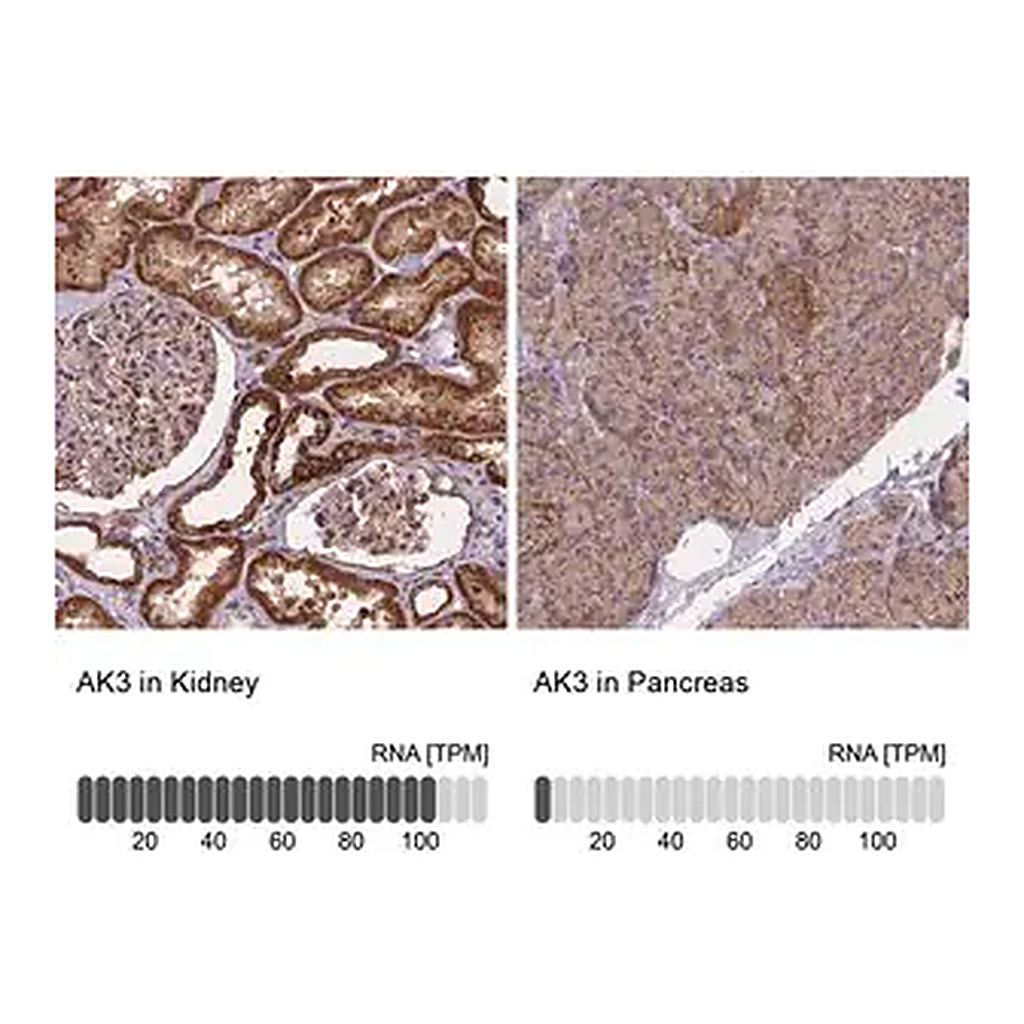 Merck Anti-AK3 antibody produced in rabbit