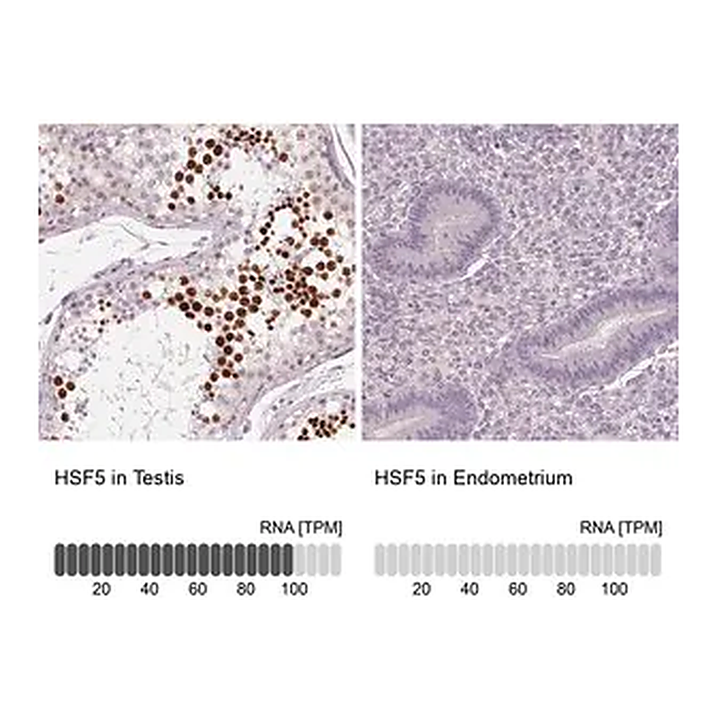 Merck Anti-HSF5 antibody produced in rabbit