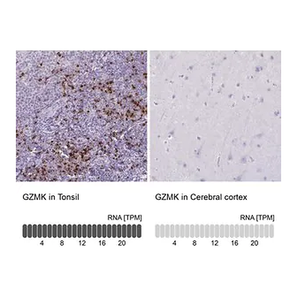 Merck Anti-GZMK antibody produced in rabbit