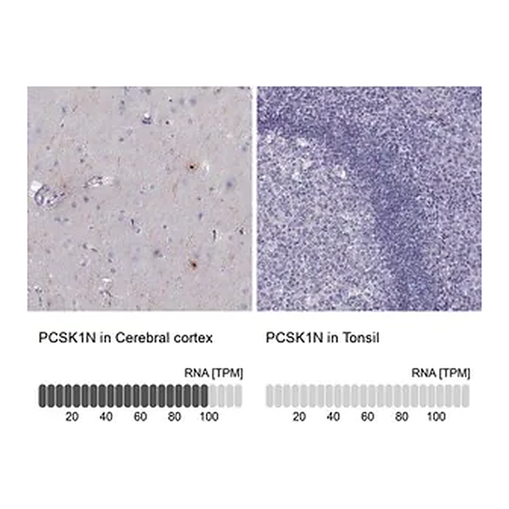 Merck Anti-PCSK1N antibody produced in rabbit