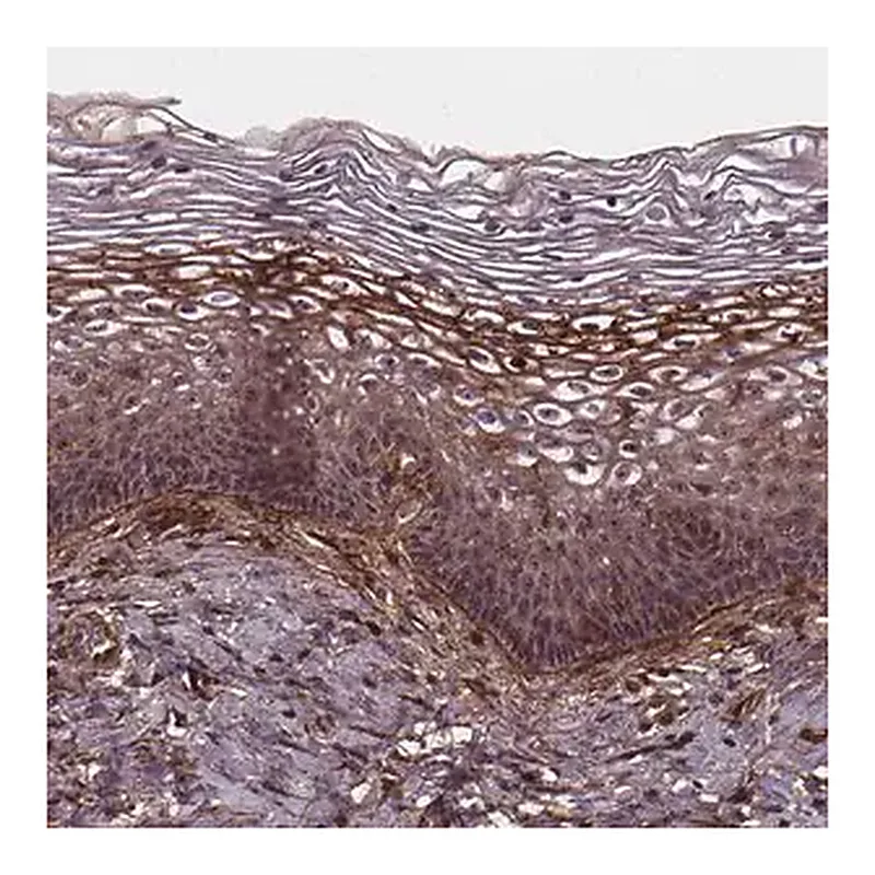 Merck Anti-AEBP1 antibody produced in rabbit