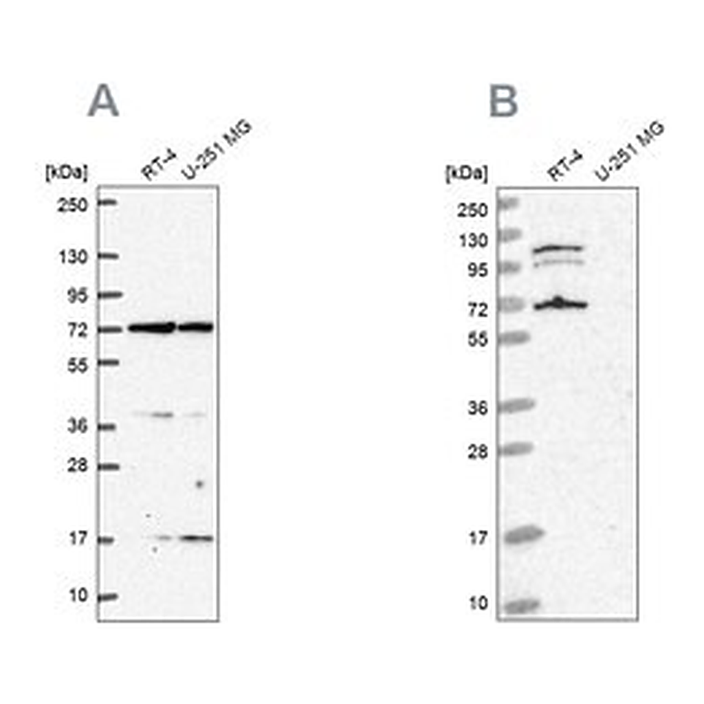 Merck Anti-ARAF antibody produced in rabbit