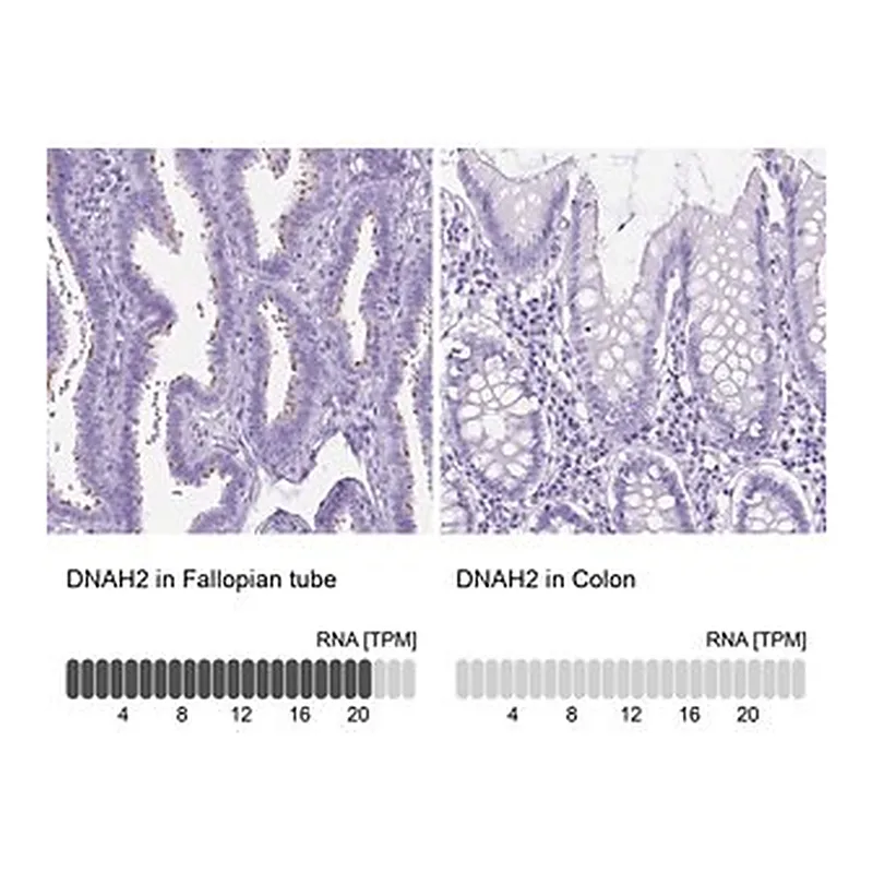 Merck Anti-DNAH2 antibody produced in rabbit