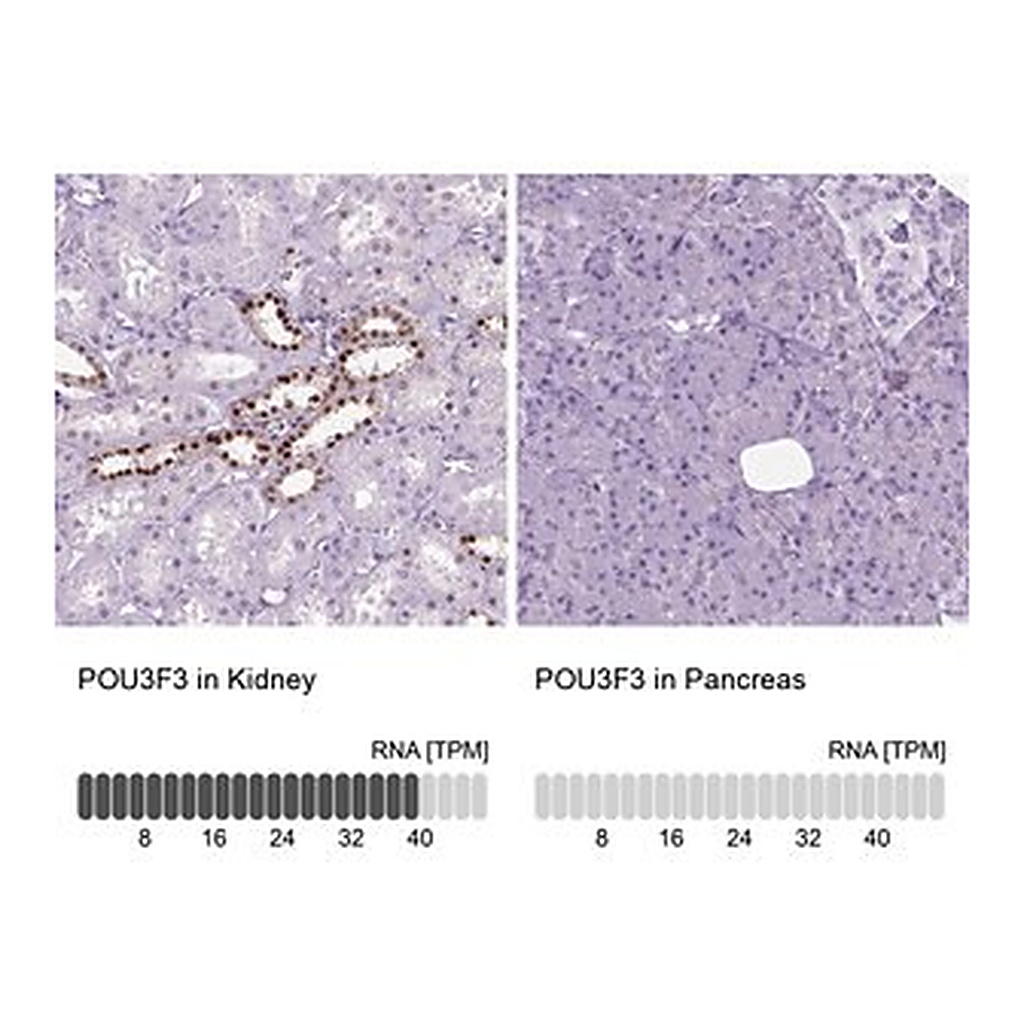 Merck Anti-POU3F3 antibody produced in rabbit