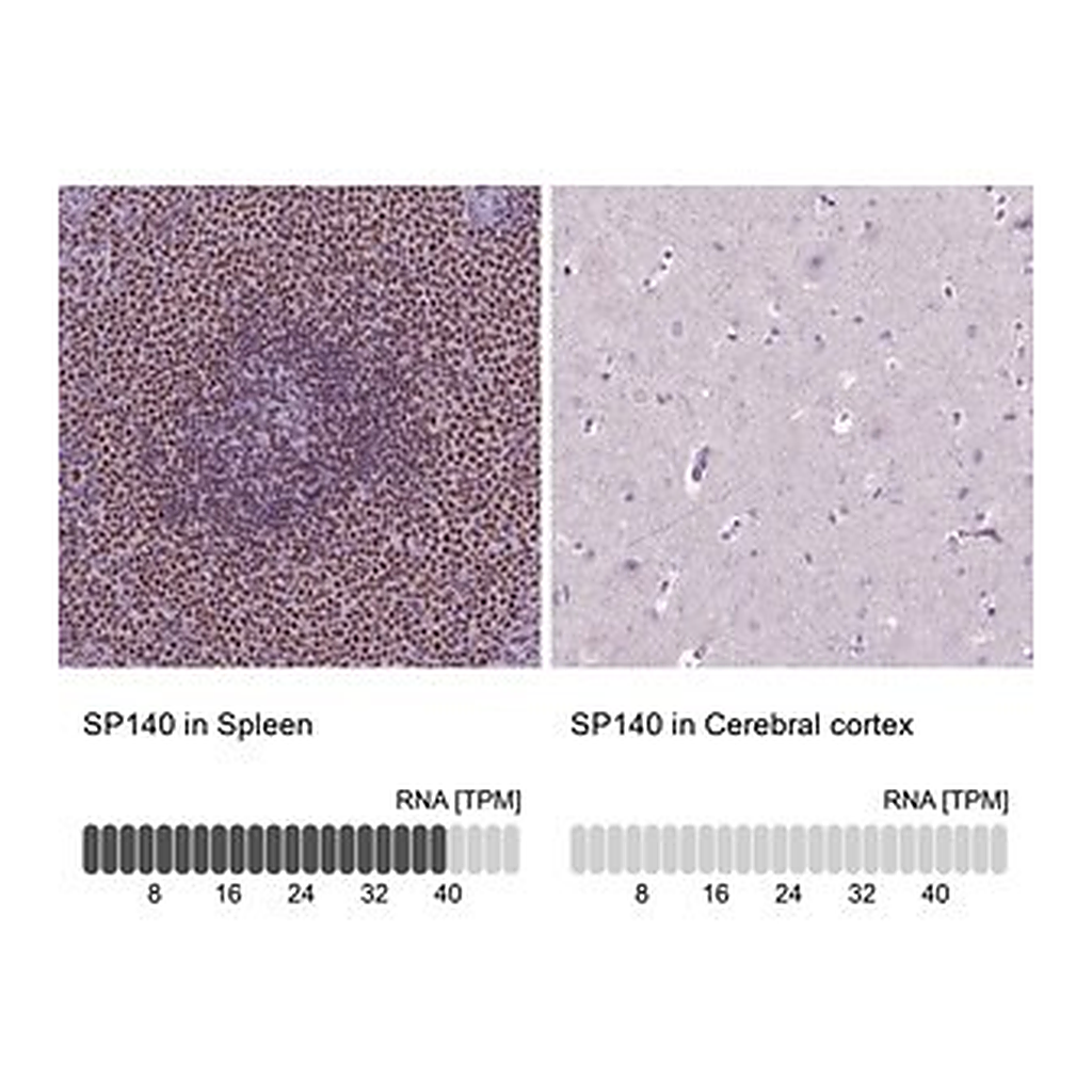 Merck Anti-SP140 antibody produced in rabbit
