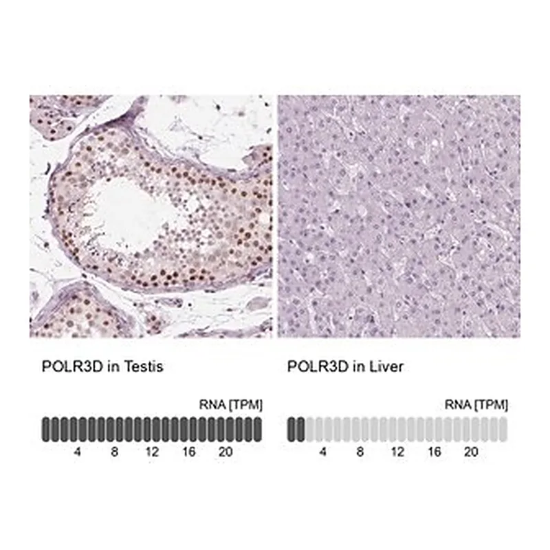Merck Anti-POLR3D antibody produced in rabbit