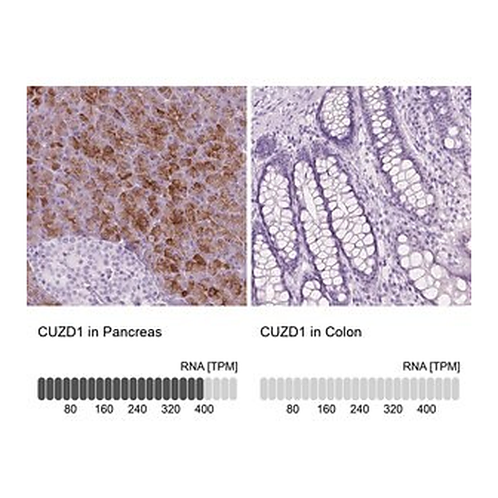 Merck Anti-CUZD1 antibody produced in rabbit