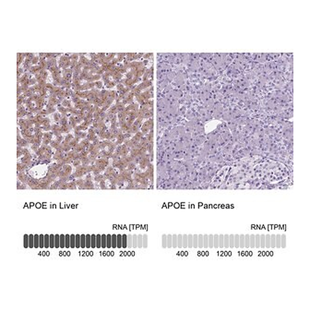 Merck Anti-APOE antibody produced in rabbit
