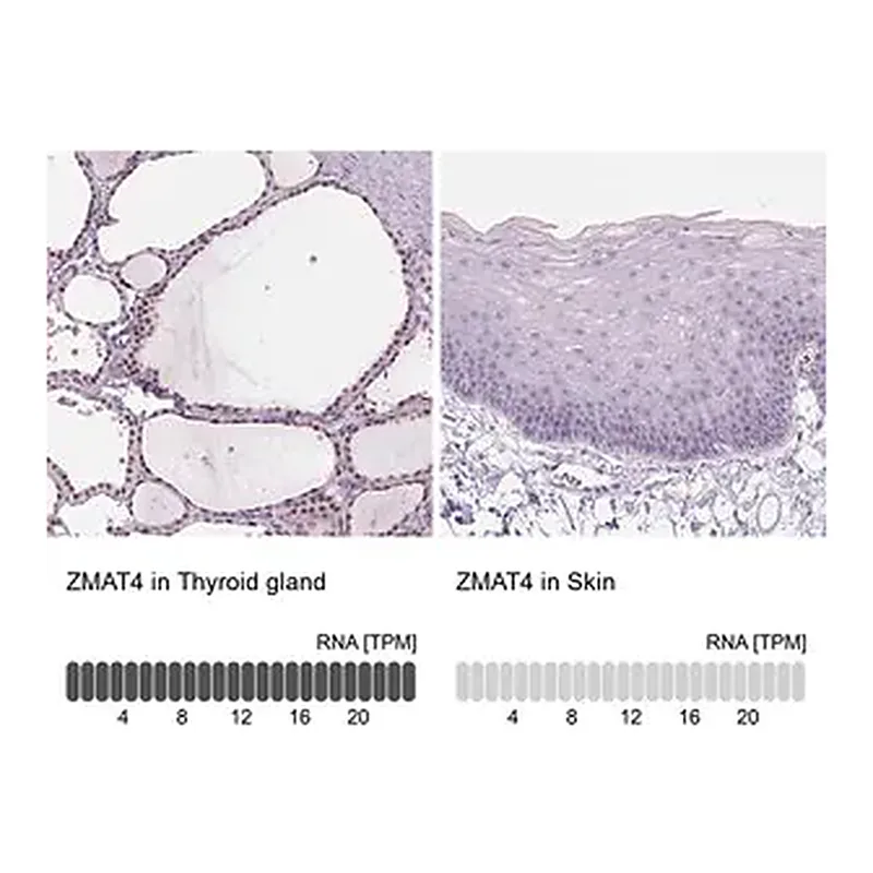 Merck Anti-ZMAT4 antibody produced in rabbit