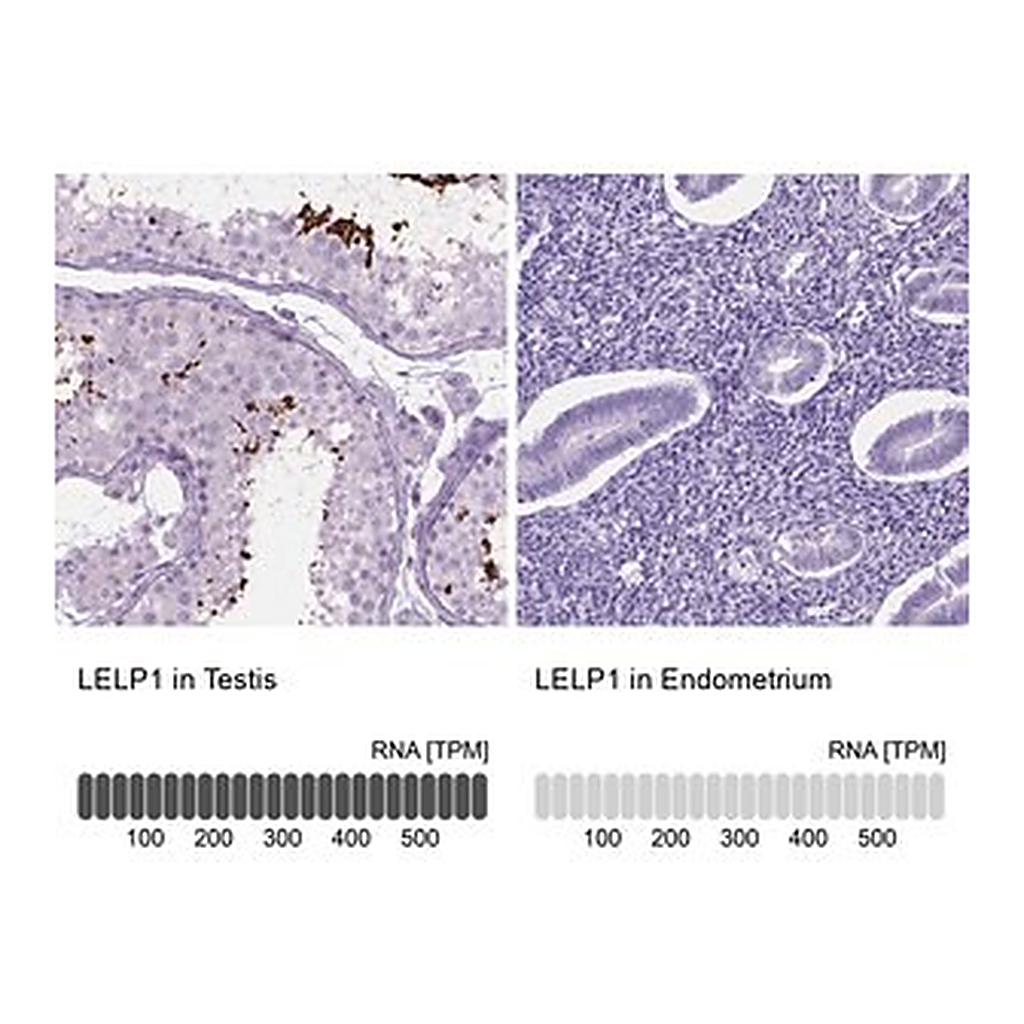 Merck Anti-LELP1 antibody produced in rabbit