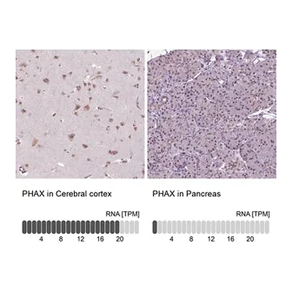 Merck Anti-PHAX antibody produced in rabbit