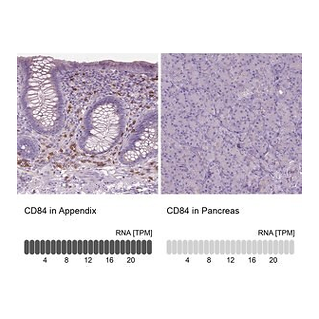 Merck Anti-CD84 antibody produced in rabbit