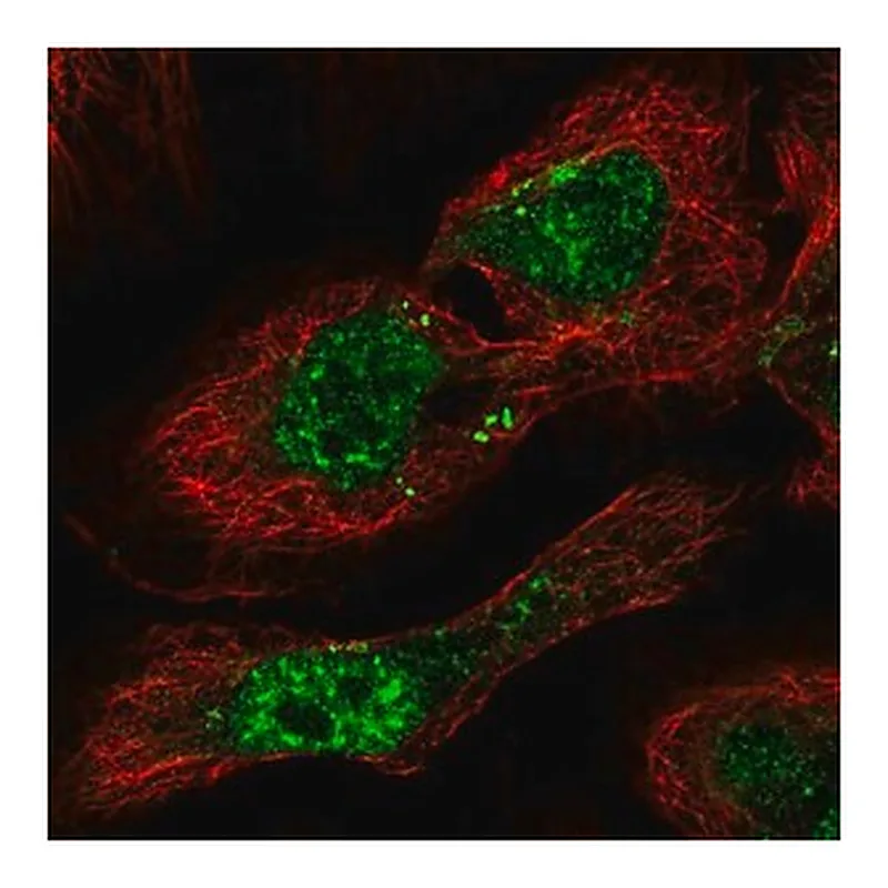 Merck Anti-PHF7 antibody produced in rabbit